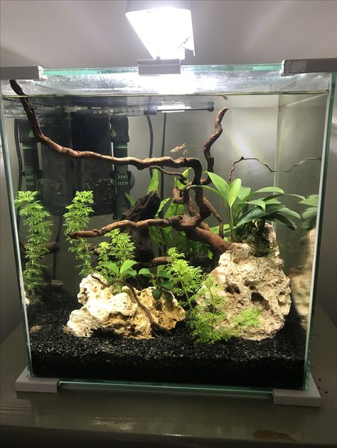 Black Sand Fish Tank Ideas, Fish Tank Layout, Natural Betta Tank, Black Substrate Aquarium, Simple Planted Aquarium, Aquarium For Betta Fish, Gosh Tank Ideas, Guppy Aquarium Ideas, Cute Fish Tank Ideas Aesthetic