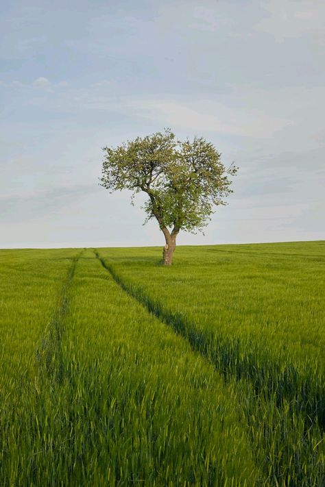 Lone Tree, Tree Wallpaper, What Do You See, One Tree, Mobile Wallpaper, Beautiful Landscapes, Hd Wallpaper, Coaching, Abstract Art