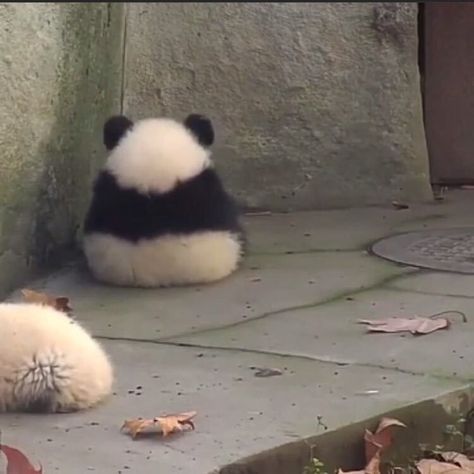 Panda Bears, Bears, Twitter, Wall