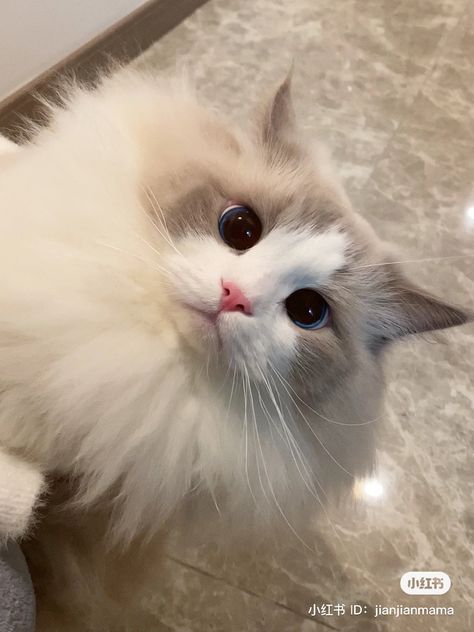 White Fluffy Cat Blue Eyes, White And Grey Fluffy Cat, White Ragdoll Cat Blue Eyes, Cute Cat Ragdoll, White Cat Brown Eyes, Grey And White Ragdoll Cat, White Cat Green Eyes Aesthetic, Brown Cats With Blue Eyes, Fluffy White Cat With Blue Eyes