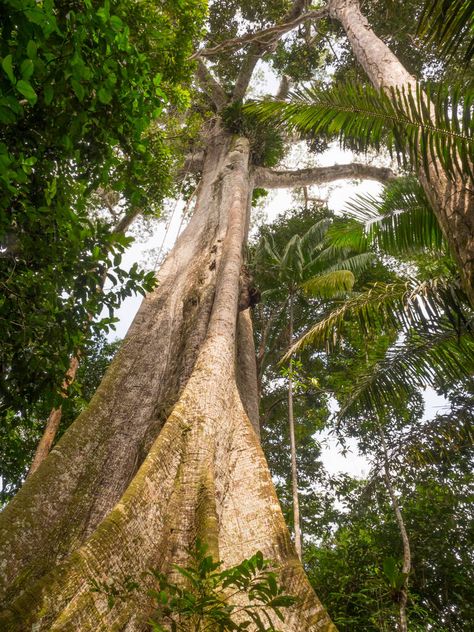 Big Ceiba, Kapok Tree,  On The  Free Stock Photo and Image 586314136 Kapok Tree, Brazil Amazon, Outline Pictures, Business Cards And Flyers, Photo Stickers, Amazon Rainforest, Creative Images, Instagram Ads, Printing Business Cards