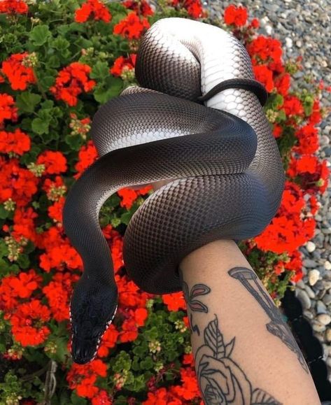 Cool Snakes, Pretty Snakes, Colorful Snakes, Cute Reptiles, Cute Snake, Cute Small Animals, Beautiful Snakes, Pet Snake, Ball Python