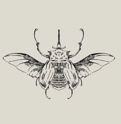 #beetle #tattoo #beetletattoo #honeypillls Bug With Wings Tattoo, Winged Bug Tattoo, Scientific Drawing Tattoo, Beetle Drawing Tattoo, Flying Beetle Tattoo, Beetle With Wings Out, Insects With Wings, Beatle Bug Tattoo Design, Flying Bug Tattoo