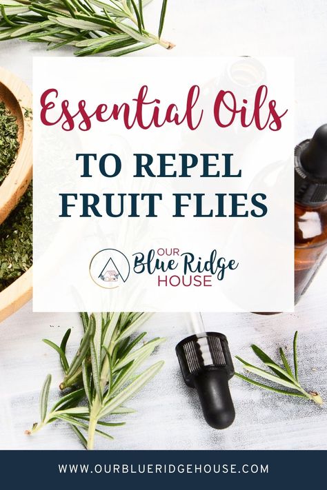 Top 15 Essential Oils to Repel Fruit Flies - Our Blue Ridge House Fruit Fly Repellent, Fruit Flies In House, Esential Oils, Sick Remedies, Working Mom Tips, House Essentials, Fly Repellant, Fruit Flies, Best Oils