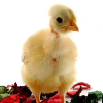 Buy NAKED NECK DAY OLD CHICKS online at best price | NM POULTRY FARM Day Old Chicks, Poultry Farm, India