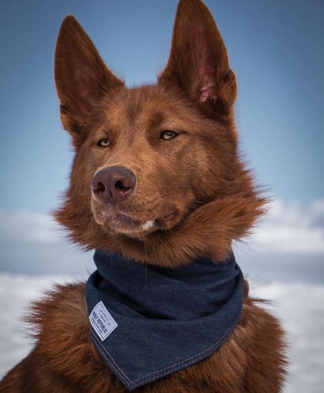 WOLF REPUBLIC on Instagram: “Forever a classic, the signature Denim Bandana (or “Wild Rag”). A wild rag is a scarf worn around the neck by adventure dogs and others…” Denim Bandana, Dogs Breeds, Wild Rag, Pretty Dogs, Pretty Animals, Brown Dog, Dog Gear, Silly Animals, Fluffy Animals