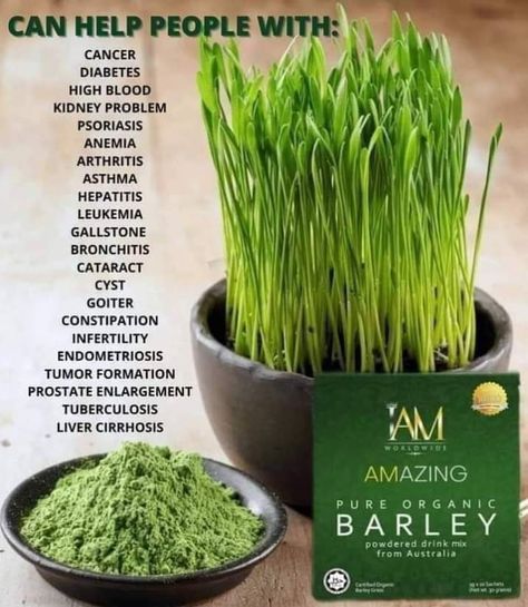 Stay healthy by drinking pure organic barley powdered mix drink. Barley Powder, Insoluble Fiber, Soluble Fiber, Healthy Digestive System, Regulate Blood Sugar, Blood Sugar Levels, High Fiber, Digestive System, Stay Healthy