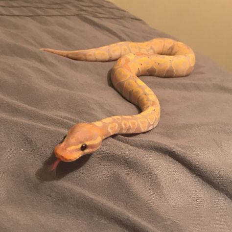 Banana Ball Python Banana Ball Python Morphs, Ball Python Cute, Banana Python, Snake Ball Python, Snakes Pet, Banana Ball Python, Cute Animal Pfp, Snake Pets, Ball Python Pet