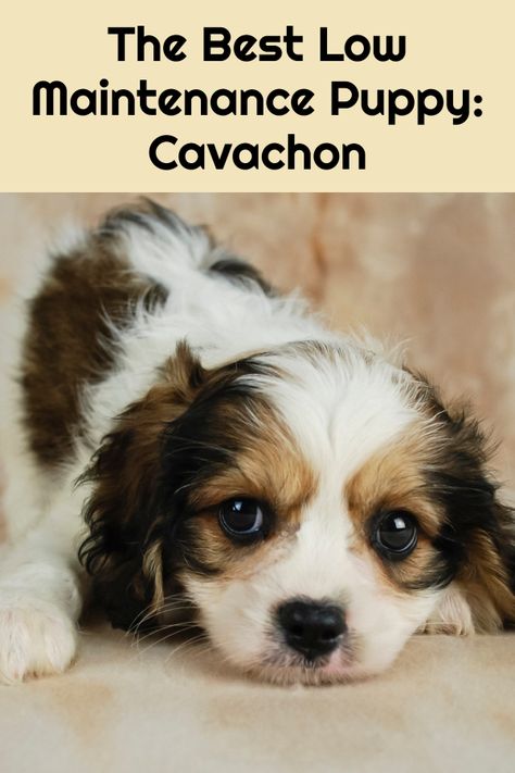 Best Small Dog Breeds, Calm Dog Breeds, Cavachon Dog, Best Small Dogs, Cavachon Puppies, Cute Small Dogs, Dog Breeds List, Calm Dogs, Dog Eyes