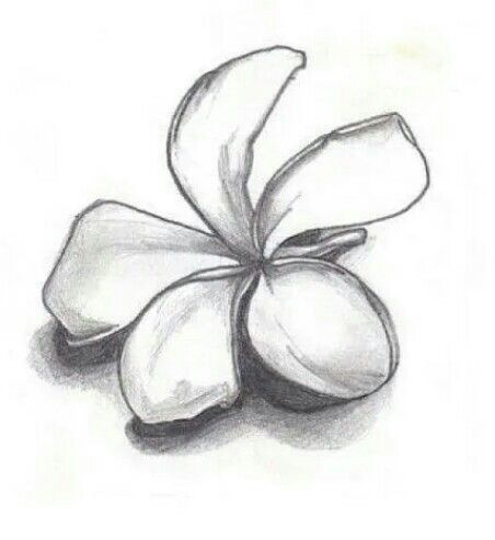 Simple...but improves your shading. Flower Drawing Shading, Pencil Drawings Of Nature, Sketch Flower, Flowers Sketch, Shell Drawing, Pencil Inspiration, Pencil Drawings Of Flowers, Shading Drawing, Drawing Hair