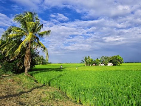 The rice fields in banaue philippines | Premium Photo #Freepik #photo #rice-field #paddy-field #rice-farm #farmland Farm In Philippines, Banaue Philippines, Rice Farm, Paddy Field, Banaue, Copyright Free Images, Rice Paddy, Adobe Photoshop Design, Rice Field