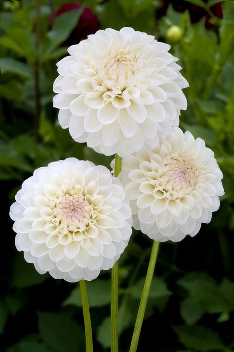 White Dalia, White Dahlia Bouquet, Dalia Flower, Dahlias Wedding, White Dahlia, Indoor Flowering Plants, Dahlias Garden, Dahlia Flowers, Flower Guide