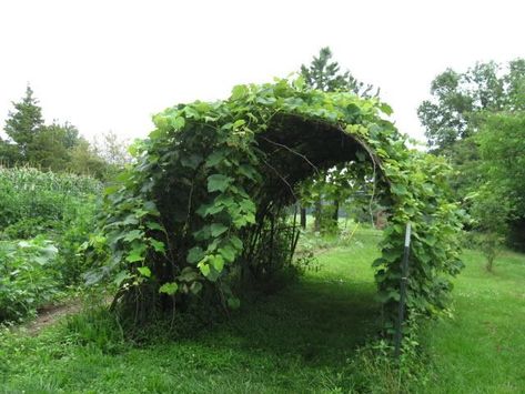 Grape Arbor - see site:"My arbors by setting T-posts (metal fenceposts) and I curved a cattle panel between four T-posts, in an arch. Cattle panels are heavy wire panels, 16 feet long and 4 and a half feet tall. I used 4 of them to make an arbor, all in a row. There is enough space underneath to drive the lawn tractor thru, and I put them just high enough so I can reach the grapes that hang down from the highest point. Get a grape cultivation flyer from your local extension office (or online)." Cattle Panel Trellis, Grape Vine Trellis, Grape Trellis, Grape Arbor, Cattle Panels, Rose Arbor, Vertical Farming, Post Metal, Vertical Gardens