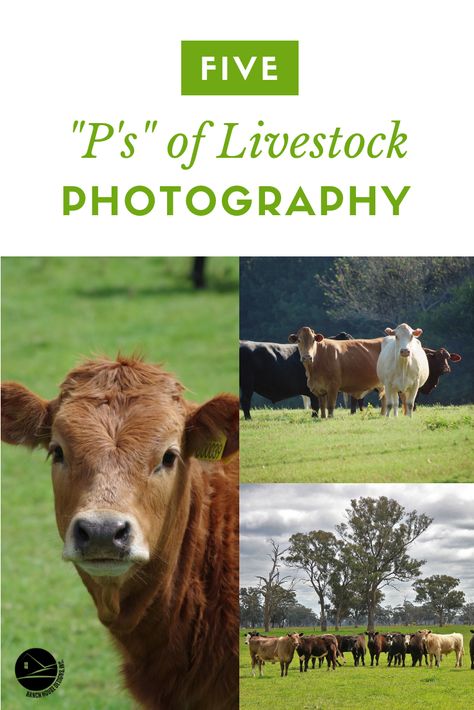 4h Photography Ideas, 4h Photography Project Ideas, 4h Photography Project, Farm Photography Ideas, Cattle Photography, Livestock Photography, Ranch Photography, Agriculture Photography, Cow Photography