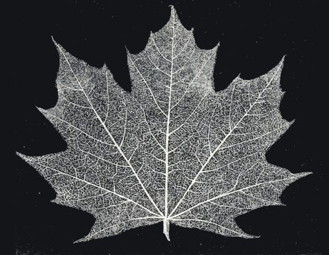 These two treatises detail the art of leaf preservation through “skeletonization”. Leaf Preservation, Skeleton Leaves, Leaf Skeleton, Karl Blossfeldt, Hydrangea Quercifolia, Under The Microscope, Victorian Parlor, Pinhole Camera, Book Genre