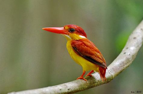 Rufous-backed Kingfisher (Ceyx rufidorsa) Magical Animals, Flying Creatures, Water Birds, Colorful Bird, Colorful Birds, Beautiful Animals, Kingfisher, Bird Species, Four Legged