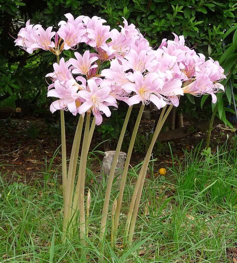 How to Grow Resurrection Lily (Surprise Lily). Resurrection lilies grow their foliage in the spring and their flowers at the end of the summer. They are a nice "surprise" in August. Long Stem Flowers, Perennial Bulbs, Lily Bulbs, Lily Flower, Dream Garden, Urban Garden, Flower Beds, Pretty Flowers, In The Garden