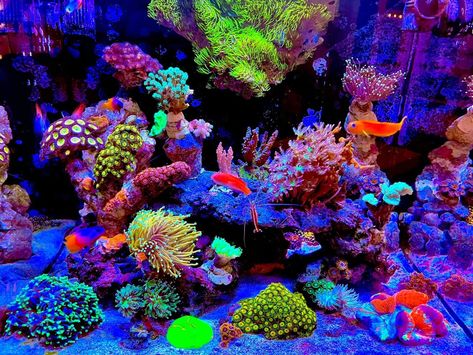 Neon Aquarium Aesthetic, Neon Ocean Aesthetic, Bright Tropical Aesthetic, Fish Stimboard, Neon Aquarium, Colorful Fish Tank, Neon Ocean, Colorful Aquarium, Neon Fish