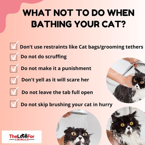 Cat Bath Tips, How To Bathe A Cat, Cat Meaning, Cat Knowledge, Cat Petting, New Cat Owner, Dog Clinic, Cat Bathing, Senior Cats