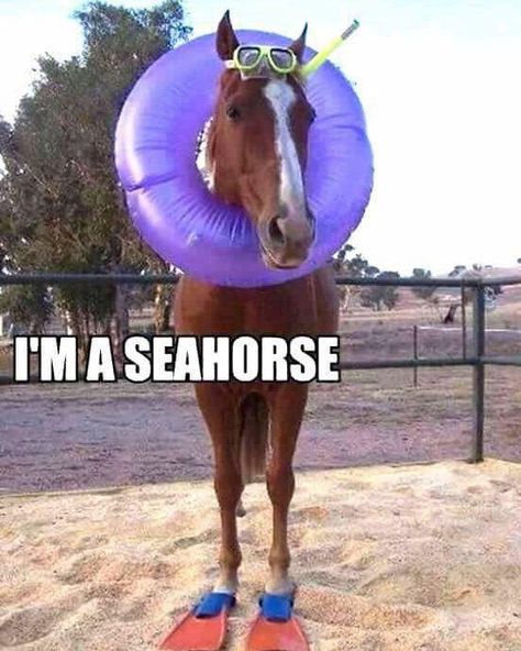 🤣😆 #mermaidmusings 🧜‍♀️ Animals With Captions, Horse Puns, Funny Horse Memes, Horse Meme, Horse Quotes Funny, Funny Horse Pictures, Horse Jokes, Funny Horse Videos, Animal Captions