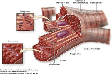 Cardiac Muscle Tissue, Muscle Cell, Cardiac Muscle Cell, Gap Junction, Tissue Biology, Cardiac Muscle, Anatomy Education, Cell Diagram, Cardiothoracic Surgery