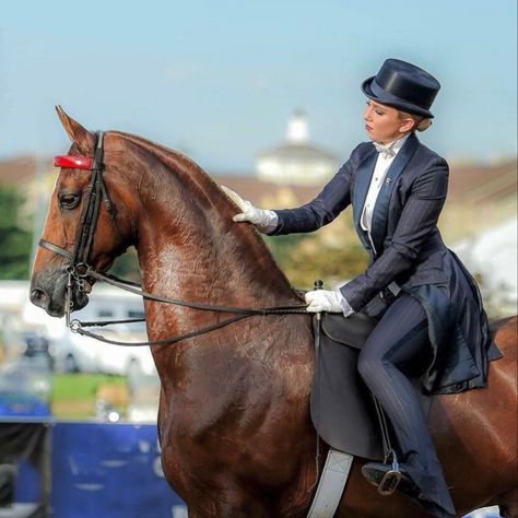 Saddlebred Horses, American Saddlebred Horses, Horse And Human, American Saddlebred, Horse Equestrian, Horse Saddles, Equestrian Outfits, Pretty Horses, Horse Photography