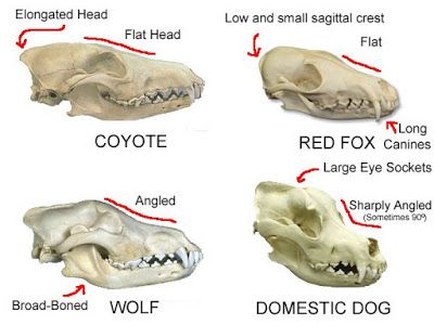 Southern SASquatch Expeditions: Identifying Skulls Fox Anatomy, Canine Skull, Coyote Skull, Fox Skull, Dog Skull, Skull Reference, Wolf Skull, Dog Anatomy, Animal Skeletons