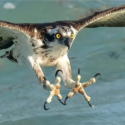 Osprey Bird, Mark Smith, Birds Of Prey, Birds Flying, Funny Animal Pictures, Animal Photo, Creature Design, Love Birds, Wildlife Photography