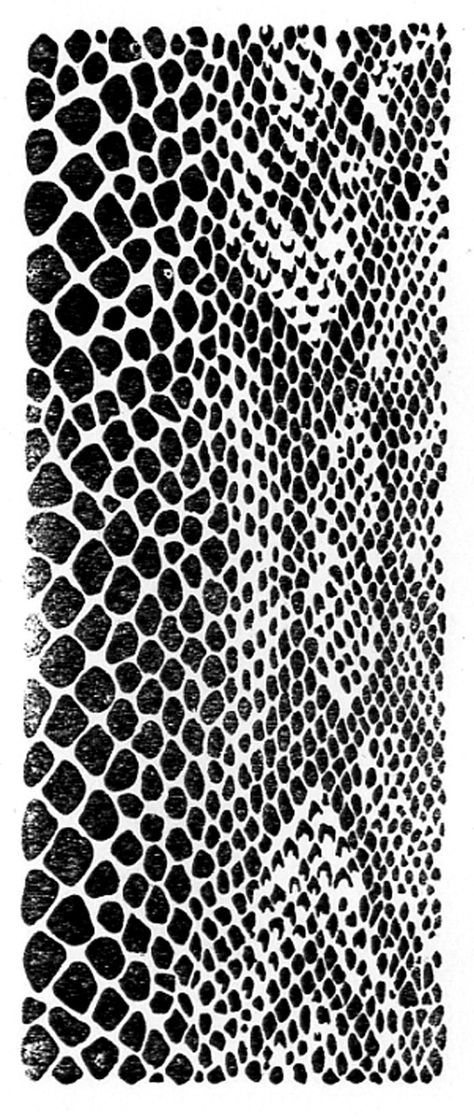 Fish Skin Art, Lizard Scales Texture, Fish Skin Pattern, Snake Fashion Design, Snake Skin Drawing, Snake Skin Tattoo, Snake Scales Pattern, Fish Skin Texture, Animal Inspired Fashion