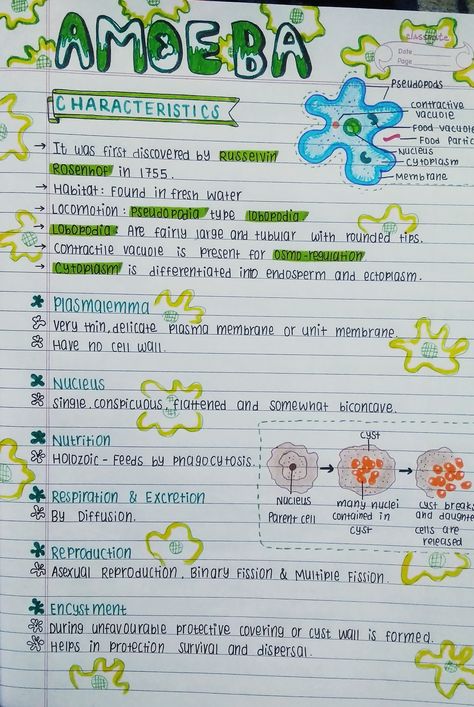 Nutrition In Amoeba Notes, Asthetic Notes Biology, Microorganisms Notes Class 8, Phylum Cnidaria Notes, Class 9 Science Notes Biology, Microorganisms Notes, Notes For Biology, Bio Notes, Neet Notes