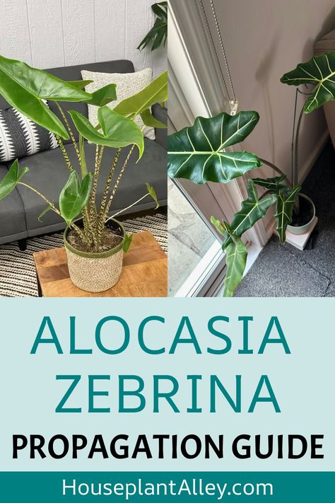 Alocasia Zebrina plant displayed indoors, with text "Alocasia Zebrina Propagation Guide" and "HouseplantAlley.com". Stingray Plant, Alocasia Stingray, Alocasia Zebrina, Alocasia Plant, Houseplant Care, Plant Parent, Rubber Plant, Soil Layers, Indoor Jungle