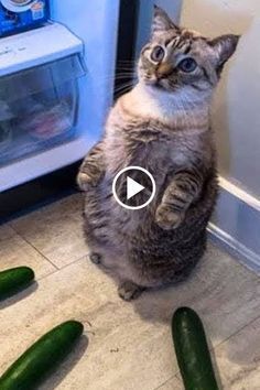 Kat Haken, Funny Cat Compilation, Funny Hamsters, Cat And Dog Videos, Awesome Pictures, Funny Cats And Dogs, Puppy Mills, Cute Cat Gif, Cute Animal Videos