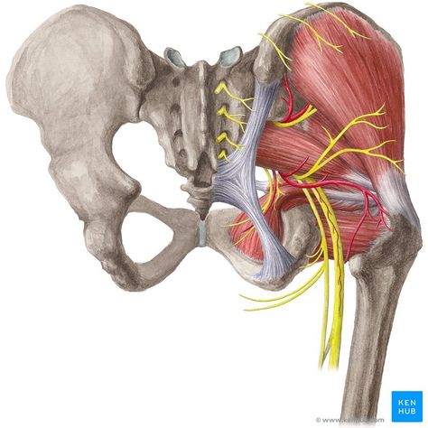 Inside Human Body, Quadriceps Femoris, Hip Anatomy, Tensor Fasciae Latae, Femoral Nerve, Hip Flexor Exercises, Piriformis Muscle, Gluteal Muscles, Gluteus Medius