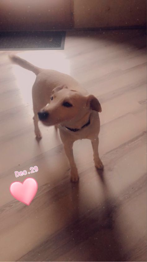 Chien+filtre snap ❤️❤️❤️ Labrador Retriever, Labrador, Dogs, Animals