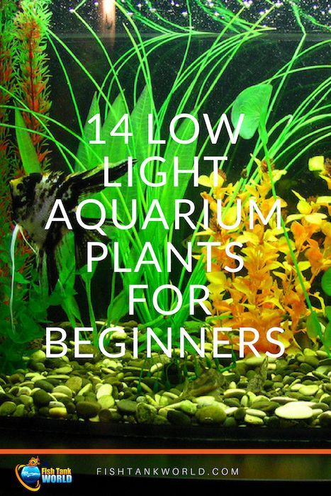 14 Low Light Aquarium Plants for Beginners. How to Be Creative With Your Fish Tank via @fishtankworld0195 Best Plants For Fish Tank, Chameleon Paludarium, Low Light Aquarium Plants, 30 Gallon Fresh Water Fish Tank Ideas, Live Plant Fish Tank Ideas, Fish Tank Plants Fresh Water, Easy Aquarium Plants, 25 Gallon Fish Tank Ideas, Planted Fish Tank Ideas