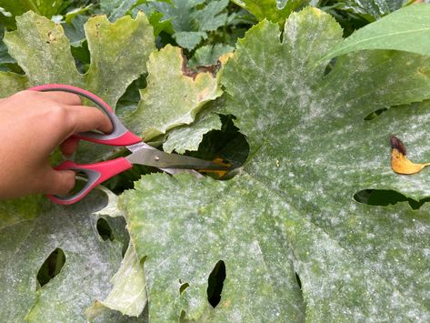 How to Treat Powdery Mildew & Rescue Your Summer Squash & Pumpkins Garden Insect Repellent, Zucchini Plant, Winter Container Gardening, Zucchini Plants, Squash Plant, Mildew Remover, Garden Insects, Powdery Mildew, Plant Diseases