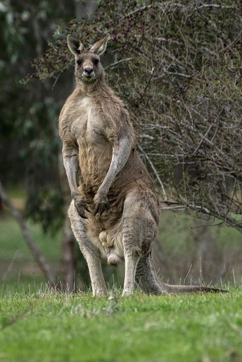 Muscle bound male eastern gray kangaroo. Big boy! Kangaroo Photo, Mammal Photography, Buff Kangaroo, Male Kangaroo, Kangaroo Jack, Eastern Grey Kangaroo, Owl Tat, Grey Kangaroo, Baby Kangaroo