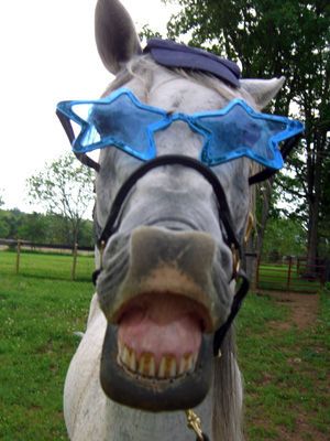 Funny Horse Pics, Silly Horse, Horsey Life, Funny Horse Pictures, Beautiful Horses Photography, Cute Horse Pictures, Barrel Racing Horses, Horse Costumes, Funny Horses