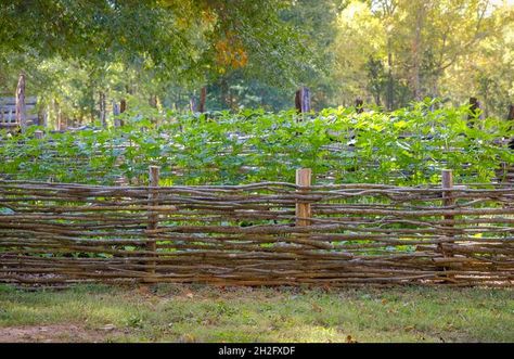 Traditional woven branch fence and vegetable garden Stock Photo Willow Hedge, Branch Fence, Willow Fence, Dry Stone Wall, Dry Stone, Natural Garden, Garden Fence, Stone Wall, Hedges