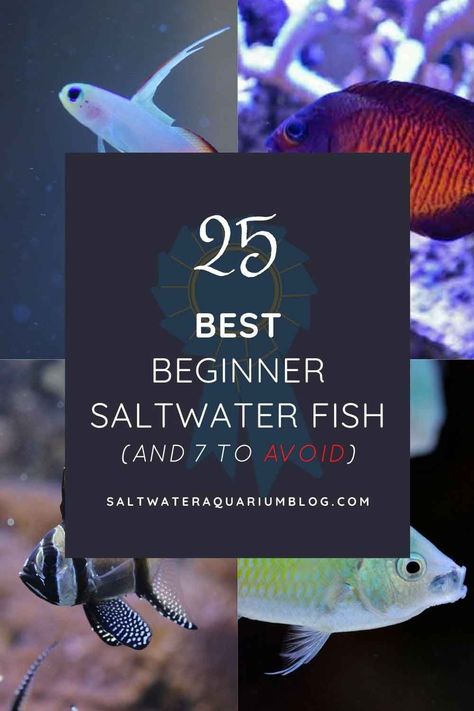 25 best beginner saltwater fish pinterest Fresh Water Fish For Aquariums, Saltwater Aquarium Beginner, Salt Water Aquarium, Aquarium Tips, Saltwater Aquariums, 7 Fishes, Saltwater Aquarium Fish, Saltwater Fish Tanks, Salt Water Fish