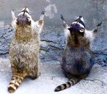 Praying raccoons Pet Raccoon, Baby Raccoon, Cute Raccoon, Raccoon Funny, Trash Panda, Arte Inspo, Silly Animals, Racoon, Cute Animal Photos