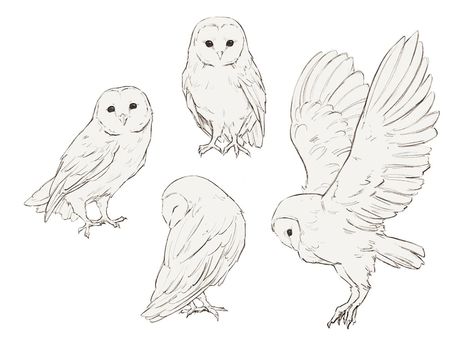 Djamila Knopf on Twitter: "Barn owls are the cutest owls. Don't fight me on that.… " Djamila Knopf, Barn Owl Drawing, Barn Owl Tattoo, Owl Sketch, Barn Owls, Owls Drawing, Tattoo Art Drawings, Animal Sketches, Owl Art