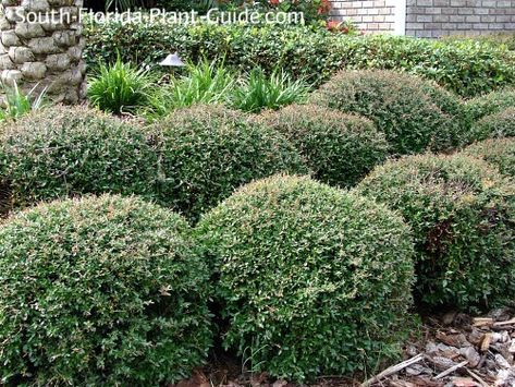 Yaupon Holly, Urban Gardening Ideas, Holly Shrub, Florida Landscaping, Florida Plants, Pathway Landscaping, Best Perennials, Perennial Shrubs, Landscape Plan