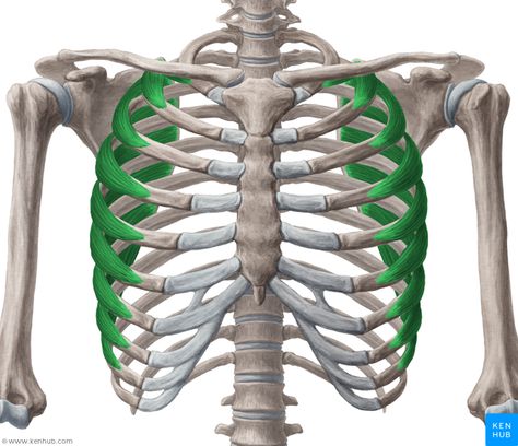 Serratus anterior muscle (Musculus serratus anterior) Human Muscle Anatomy, Human Body Anatomy, Musculoskeletal System, Muscle Anatomy, Shoulder Muscles, Bones And Muscles, Body Anatomy, Female Anatomy, Anatomy Drawing