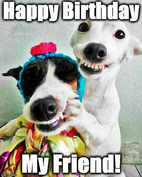 The BEST Happy Birthday Memes Better Than A Gift Birthday Friend Funny, Happy Birthday Friend Funny, Birthday Funnies, Happy Birthday Animals, Happy Birthday Wishes For A Friend, Funny Happy Birthday Images, Funny Happy Birthday Meme, Happy Birthday My Friend, Funny Happy Birthday Wishes