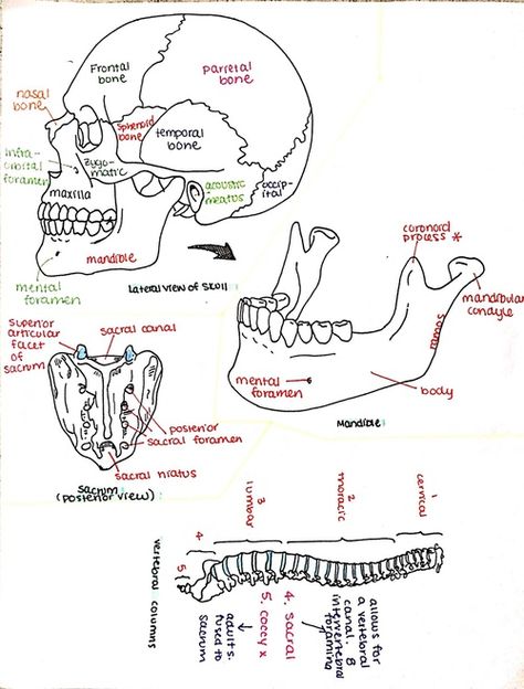 Somatology Student, Uni Organisation, Athletic Therapy, Structural Integration, Dental Assistant Study, Studie Hacks, Radiology Student, Medical Notes, Nursing School Motivation