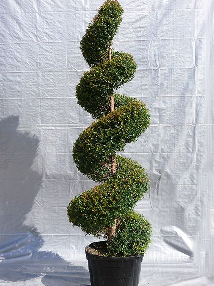 Drawing 2 - T - Eugenia Spiral Topiary - 2x 15 Gal Gardening Style, Spiral Topiary, Richmond Park, Low Maintenance Landscaping, Plant Species, Large Pots, Landscaping Plants, Yard Ideas, Garden And Yard