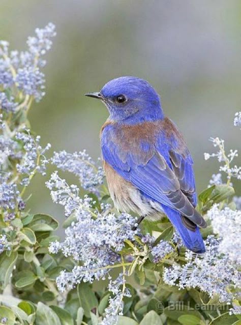 I ❤ birds . . . Western Bluebird, (Ceanothus) Kinds Of Birds, All Birds, Bird Pictures, Exotic Birds, Pretty Birds, Bird Photo, Colorful Birds, Little Birds, Wild Birds