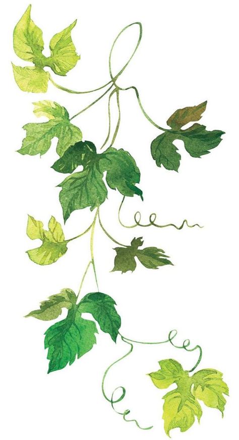 Watercolour Grapes, Grape Drawing, Kitchen Wall Print, Wine Leaves, Labels Kitchen, Grape Tree, Vine Drawing, Grapes Leaves, Labels Design