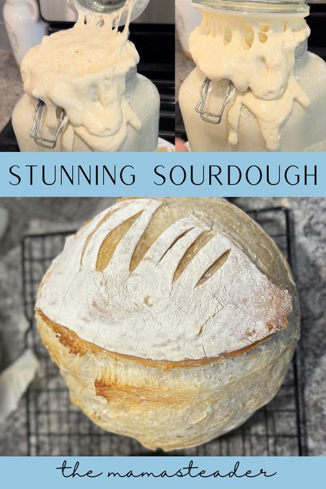 Stunning Sourdough Starter is hard to come by. The sourdough starter, Eden, sold by Sourdough Sparrow is hands down the best! Sourdough Sparrow, Sour Dough, Sourdough Discard, Our Daily Bread, Sourdough Recipes, Sourdough Starter, Daily Bread, Eden, Dough